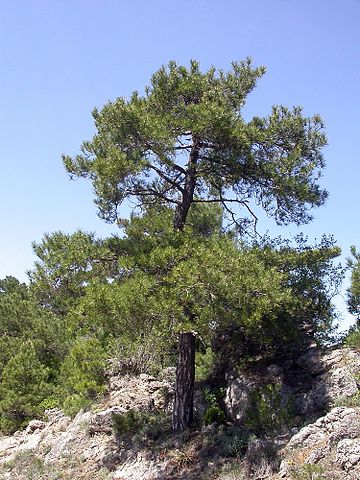 Pinus nigra